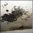 Black mold on a ceiling